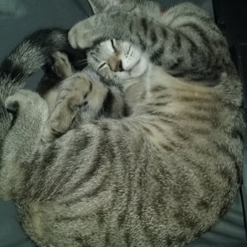 Healing Arts Veterinary Center - George is a healthy cuddle cat now.  :o) - Veterinarians Near Me - West Palm Beach, Florida