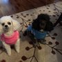 Photo of First Mate Pet Grooming Parlor