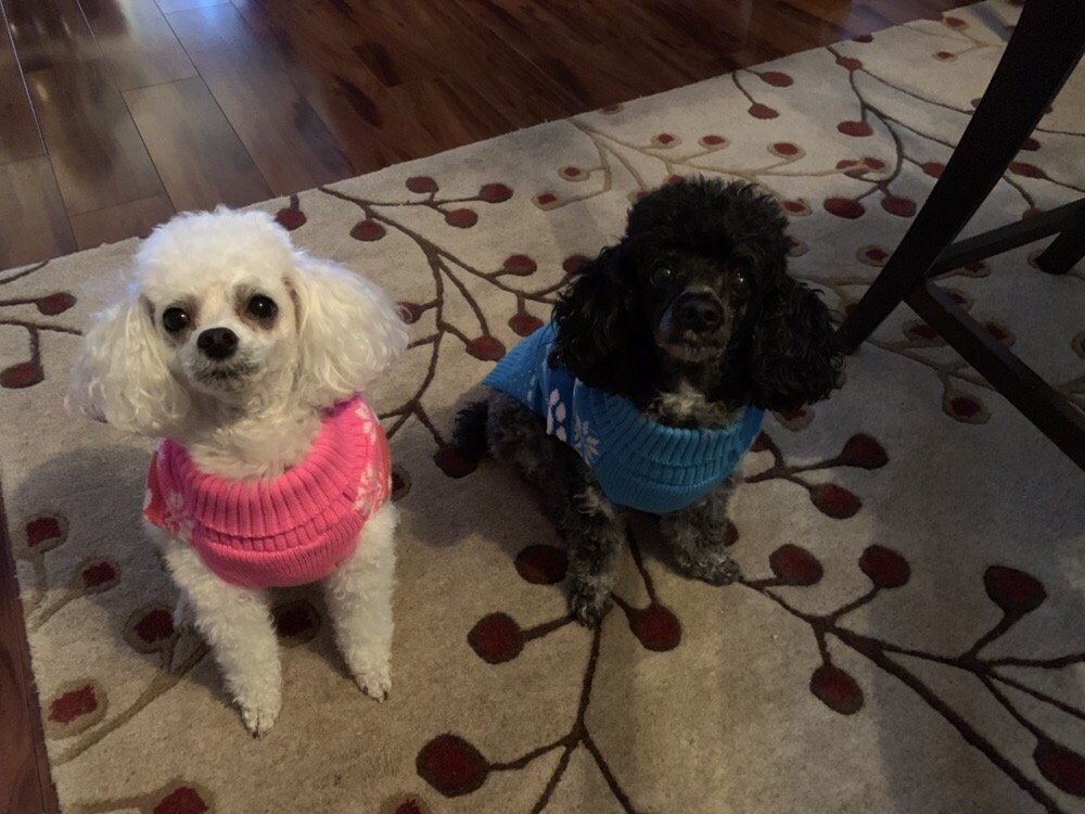 FIRST MATE PET GROOMING PARLOR Updated September 2024 11 Elm St