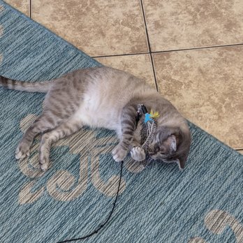 The Dancing Cat - James had fun! - Pet Adoption Near Me - San Jose, California