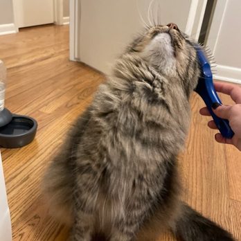 Texas Pet Concierge - Dog Walkers Near Me