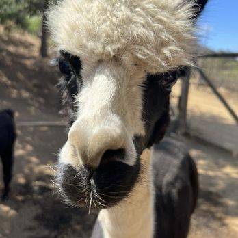 A Simpler Time Alpaca Farm And Mill - Knitting Supplies Near Me - El Cajon, California