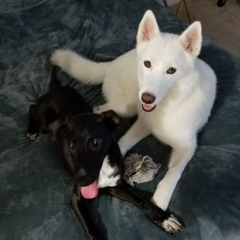 The Barking Lot - Ollie and Nala being inseparable!! - Animal Shelters Near Me - Ramona, California The Barking Lot - Ollie and Nala being inseparable!! - Animal Shelters Near Me - Ramona, California