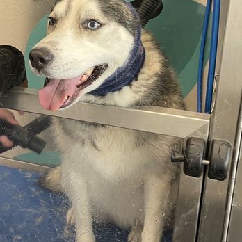 Immaculate Paws - Pet Groomers Near Me - Riverside, California Immaculate Paws - Pet Groomers Near Me - Riverside, California