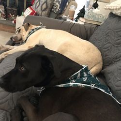 user provided Camp K-9 Paradise For Paws photo