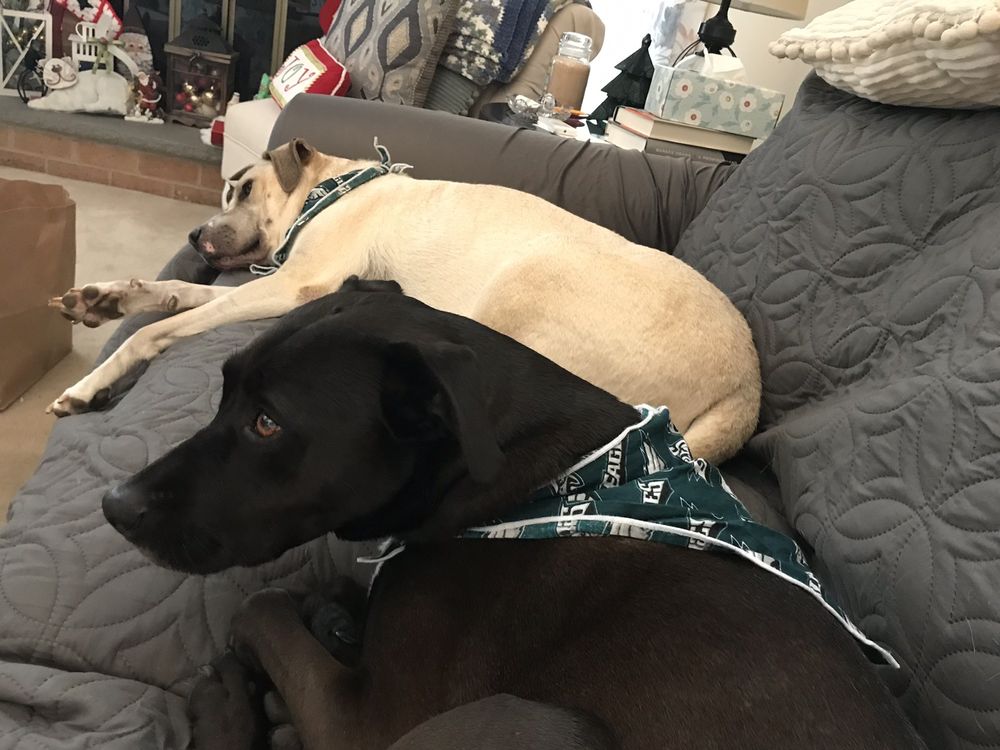 Camp K-9 Paradise For Paws - pet boarding facility in West Chester, PA