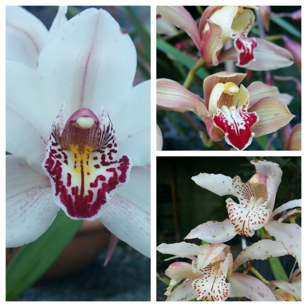 MT. DIABLO NURSERY & GARDEN CLOSED 24 Photos & 32 Reviews 3295 Mt