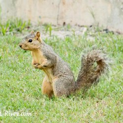 Kl Ranch Camp "On The River" - Eastern Gray Squirrel