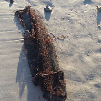 Doheny State Beach - Found this in the water - Beaches Near Me - Dana Point, California