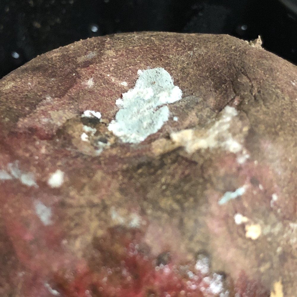 Mold on sweet potato.
