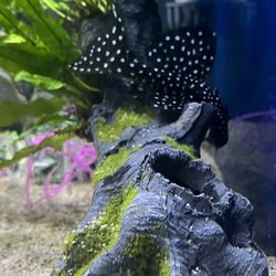 Superway Aquarium - This is the Vanpire Pleco we recently purchased from Superway.
