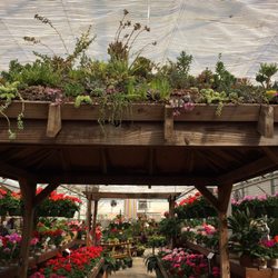 Rountree Nursery & Supply - Pergola covered with succulents. Very pretty
