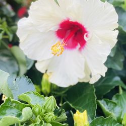 Lowe's Home Improvement - Pretty White hibiscuses here :)