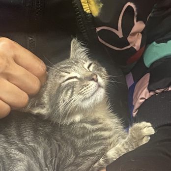 Catmandoo Rescue - The day I decided to foster - Pet Adoption Near Me - Hawthorne, California