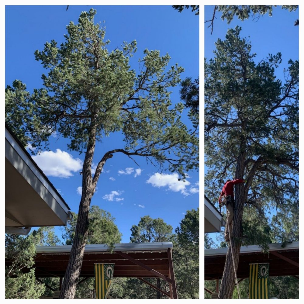 Marco's Tree Service - tree service in Edgewood, NM