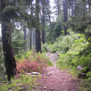 USFS Shannon Campground - Heliograph Trail 328A , a little rough but easy going. Wild raspberries in many areas. - Campgrounds Near Me - Apache, Arizona USFS Shannon Campground - Heliograph Trail 328A , a little rough but easy going. Wild raspberries in many areas. - Campgrounds Near Me - Apache, Arizona