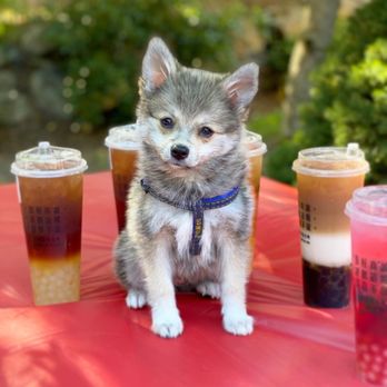 Dont Yell At Me - @koda.bear.pomsky with his favorite bobas! - Bubble Tea Near Me - Seattle, Washington