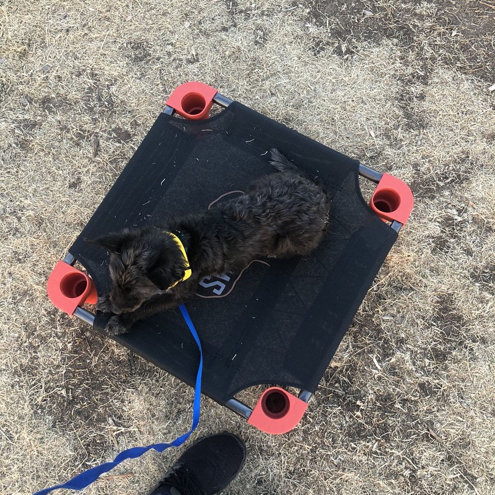 Swagger Dog Training - Bolt at Dog training - Pet Training Near Me Swagger Dog Training - Bolt at Dog training - Pet Training Near Me