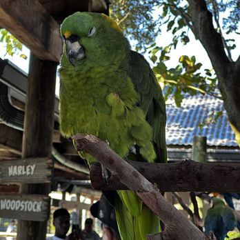 Gatorland - Parrot - Zoos Near Me - Orlando, Florida
