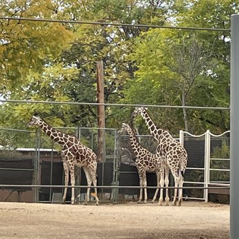 Denver Zoo - Giraffes - Zoos Near Me - Denver, Colorado