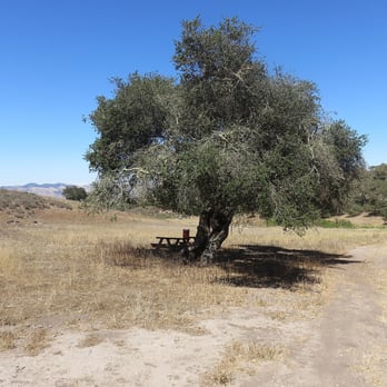 Los Flores Ranch Park - Shade tree - Hiking Near Me - Santa Maria, California Los Flores Ranch Park - Shade tree - Hiking Near Me - Santa Maria, California