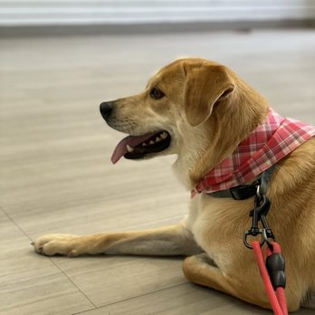 Fresh Pup Cuts - Pet Groomers Near Me Fresh Pup Cuts - Pet Groomers Near Me