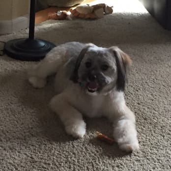 Paws Grooming Salon - Pet Groomers Near Me - Cotati, California
