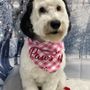 Silly Dogs Grooming Services