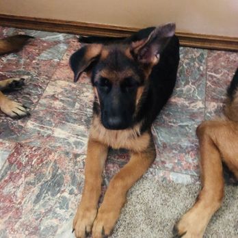 Nate Schoemer Dog Training - Duke learned " DOWN & Stay! 31/2 months old. Good boy Duke. He can stay for 15 minutes. - Pet Training Near Me