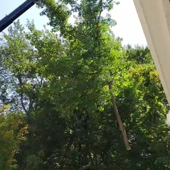 Henrys Tree Service - An entire tree plucked from the back yard! - Tree Services Near Me Henrys Tree Service - An entire tree plucked from the back yard! - Tree Services Near Me