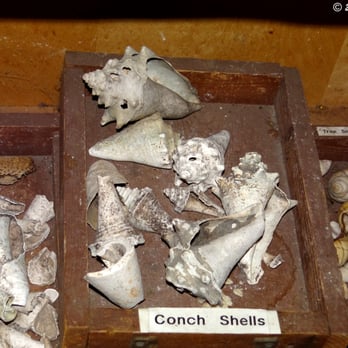 Arch Creek Park - Conch shells used as tools. - Parks Near Me - North Miami, Florida Arch Creek Park - Conch shells used as tools. - Parks Near Me - North Miami, Florida
