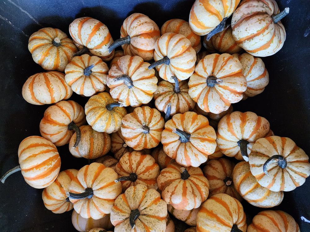 Social spots from Chapman’s Farm and Greenhouses