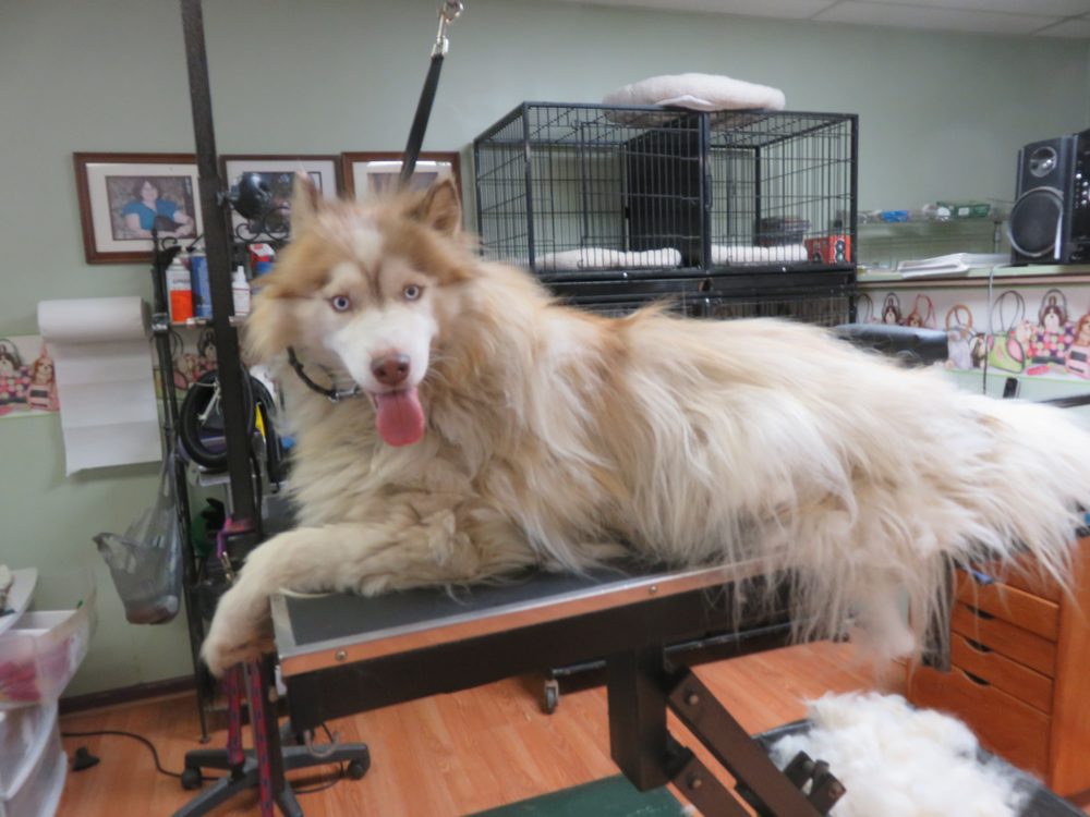 FOSTER CARE DOG GROOMING 14 Photos 1264 Main St, Mount Vernon, IN