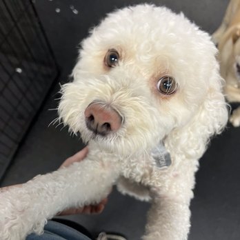 Oil Changers - Puppy Ok - Auto Repair Near Me - Simi Valley, California Oil Changers - Puppy Ok - Auto Repair Near Me - Simi Valley, California