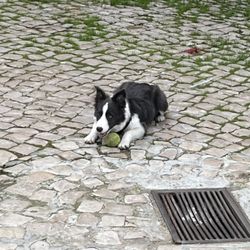 LX Brewery - Super cute brew dog!