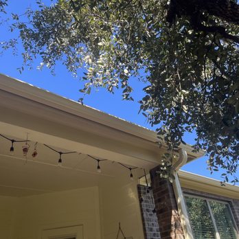 Douglas Tree Service - Before - Tree Services Near Me