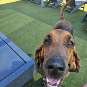 Bark Social - Baltimore - Dog Parks Near Me - Baltimore, Maryland Bark Social - Baltimore - Dog Parks Near Me - Baltimore, Maryland