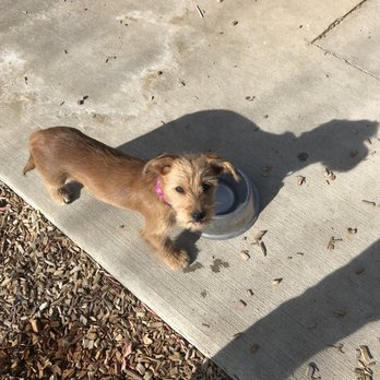 North Domingo Baca Dog Park - Dog Parks Near Me - Albuquerque, New Mexico