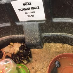 Karsten's Ace Hardware - Ducklings available $5