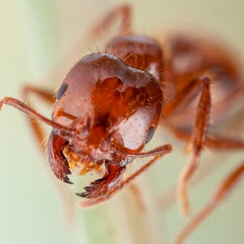 Denny's Fire Ant Control - Pest Control Near Me - Fountain Inn, South Carolina Denny's Fire Ant Control - Pest Control Near Me - Fountain Inn, South Carolina