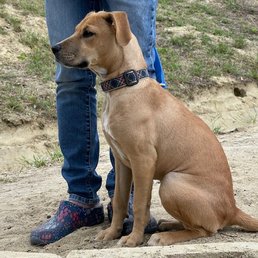 Our pup, Luna. The shelter said "Shepherd mix" while the DNA said pit/boxer. Who knows! Our pup, Luna. The shelter said "Shepherd mix" while the DNA said pit/boxer. Who knows!