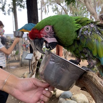 Free Flight - The homie Pickles AKA good vibes bird 3 - Animal Shelters Near Me - Del Mar, California Free Flight - The homie Pickles AKA good vibes bird 3 - Animal Shelters Near Me - Del Mar, California