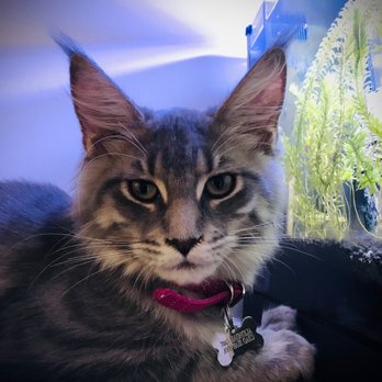 Big Cat USA cattery - Keisa - Pet Breeders Near Me Big Cat USA cattery - Keisa - Pet Breeders Near Me