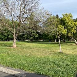 Howe Avenue Dog Park - Nice green lawn