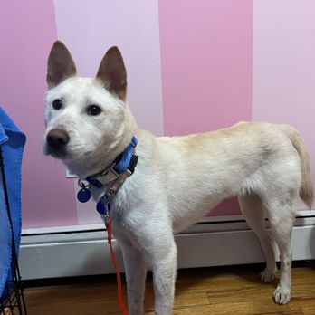 Korean K9 Rescue - Animal Shelters Near Me - Astoria, New York