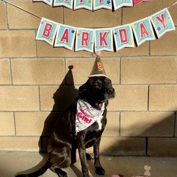 The Dog Bakery - Banner, hat, bandana, cupcake toy, bone candle, and cake - Pet Stores Near Me - Pasadena, California The Dog Bakery - Banner, hat, bandana, cupcake toy, bone candle, and cake - Pet Stores Near Me - Pasadena, California