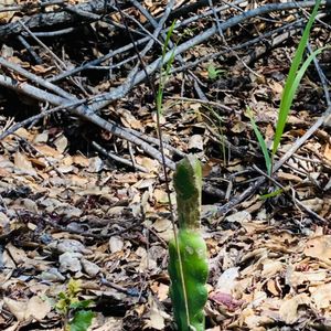 Crystal Springs Regional Trail on Yelp