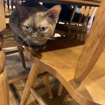 The Catfe - Cafes Near Me - Lawrenceville, Georgia