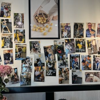 Sweet Lemon Cafe - Dog photo wall (and apparently there is one cat picture!) - Cafes Near Me - Washington, DC, District of Columbia