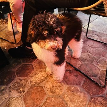 Zinqué - Puppy - French Near Me - West Hollywood, California